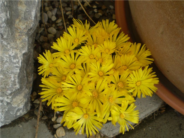 delosperma